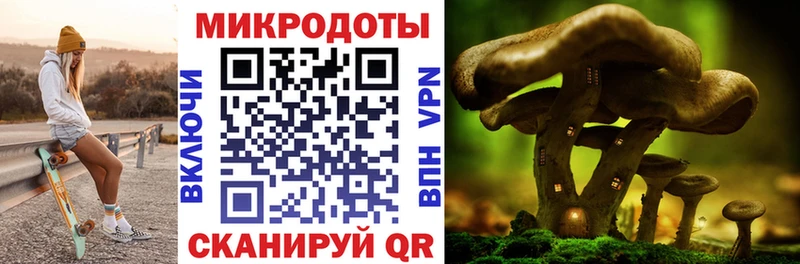 где найти   Дно  Псилоцибиновые грибы Magic Shrooms 
